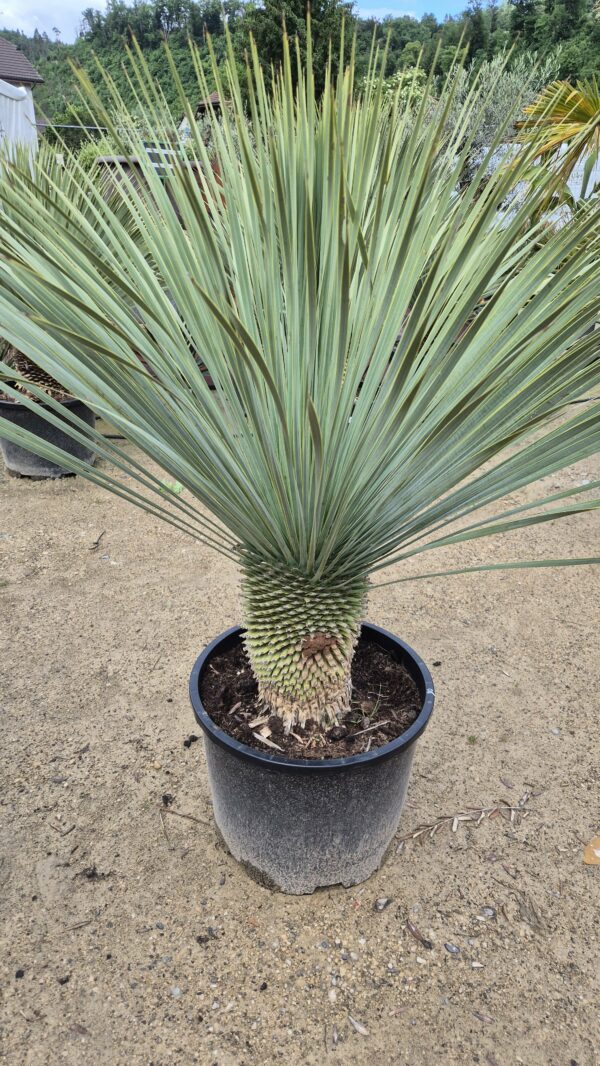 Big Bend Yucca 30cm Stamm