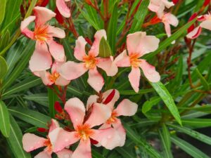 Oleander einfachblühend