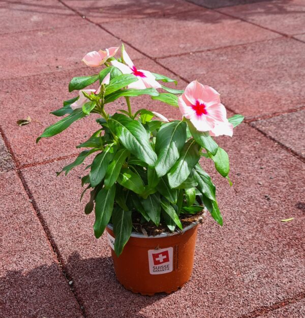 Vinca Catharantus roseus