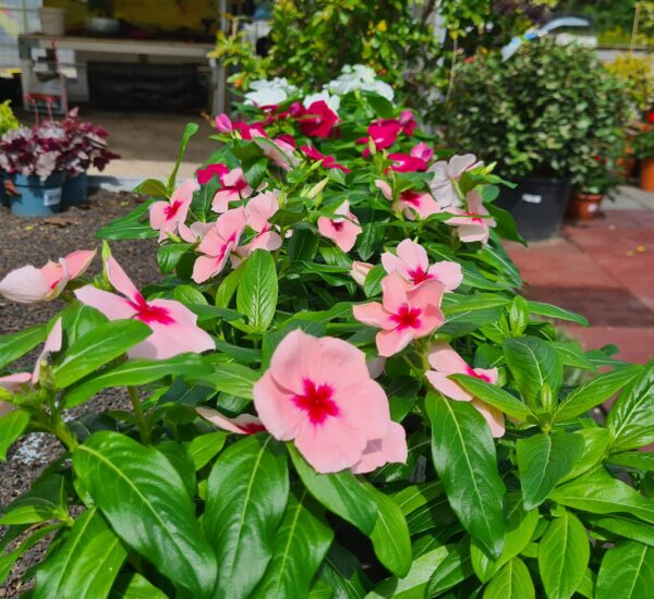 Vinca Catharantus roseus – Bild 2