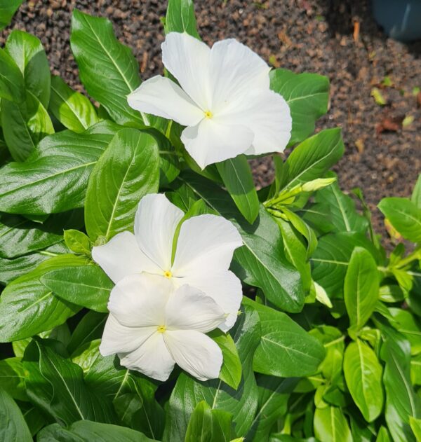 Vinca Catharantus roseus – Bild 5