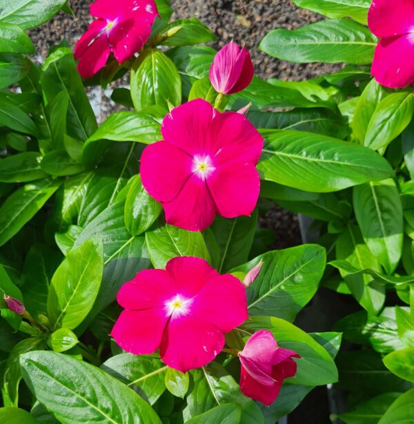 Vinca Catharantus roseus – Bild 3