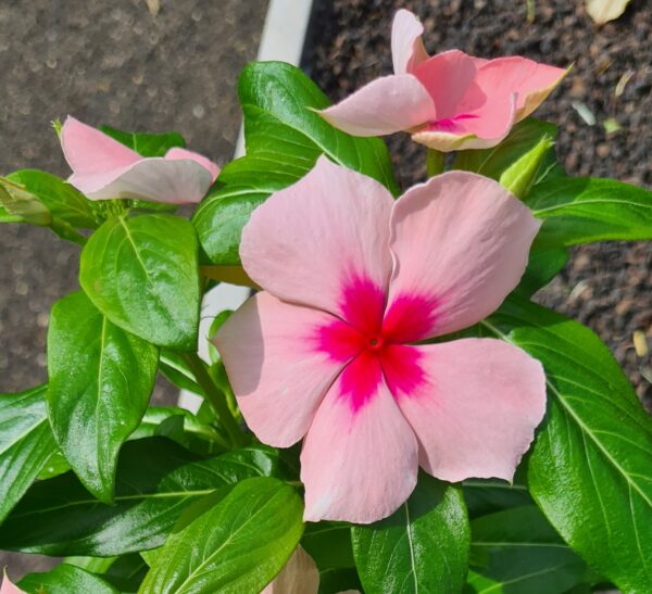 Vinca Catharantus roseus – Bild 4