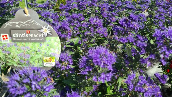 Bartblume 'Blue Cloud' – Bild 2