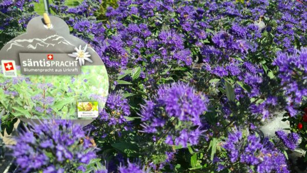 Bartblume 'Blue Cloud' – Bild 2