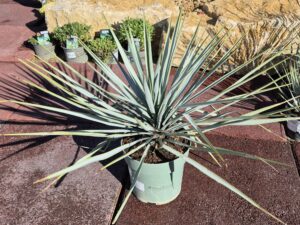 Big Bend Yucca