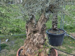 Olivenbaum Maxi Bonsai Schale