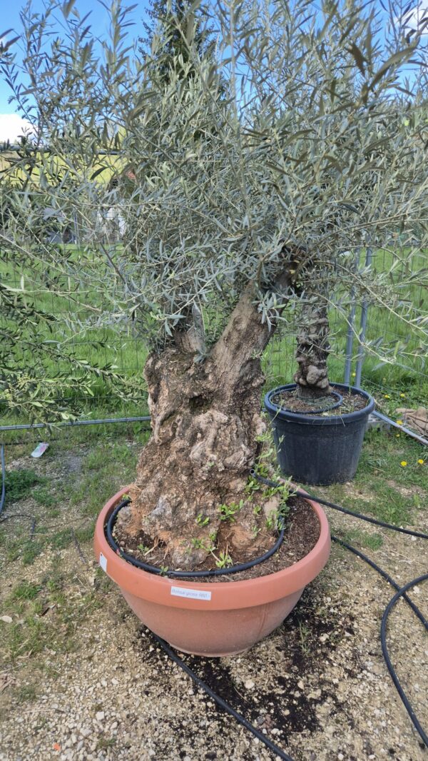 Olivenbaum Maxi Bonsai Schale