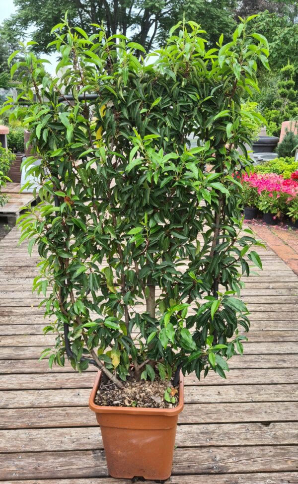 Portugiesischer Lorbeer Spalier 140cm