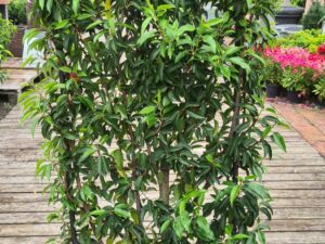 Portugiesischer Lorbeer Spalier 140cm