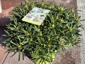 Sternblütige Azalea weiss