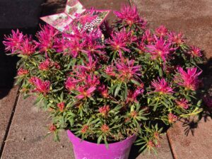 Sternblütige Azalea pink