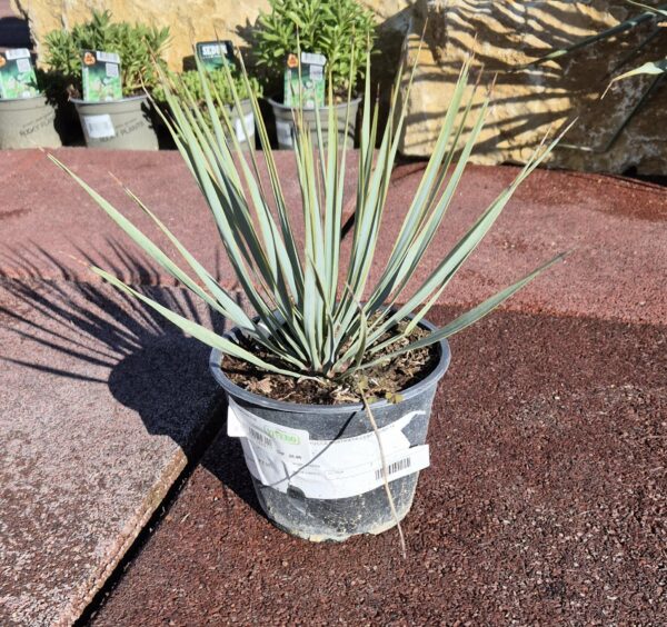 Big Bend Yucca klein