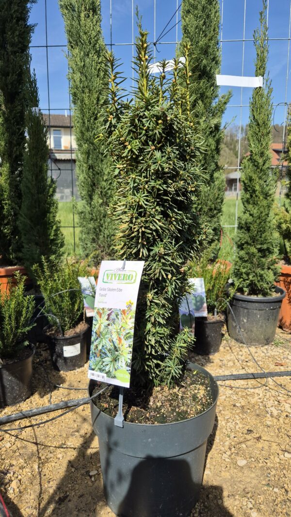 Eibe schlank wachsend 60/70cm