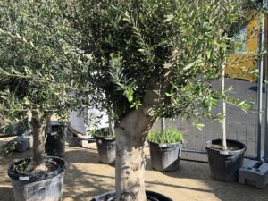 Olive knorrig Arbequino