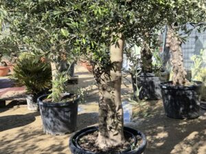 Olive knorrig Arbequino klein