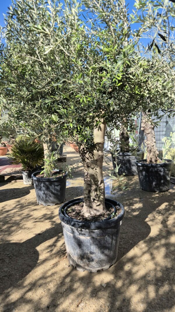 Olive knorrig Arbequino klein