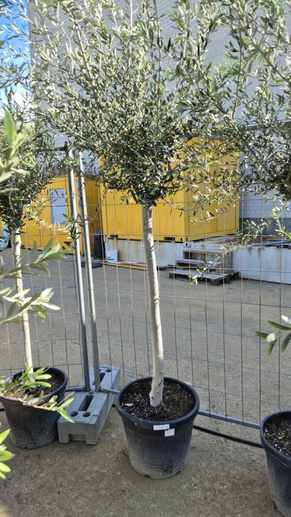Olivenbaum Stamm Cipresino