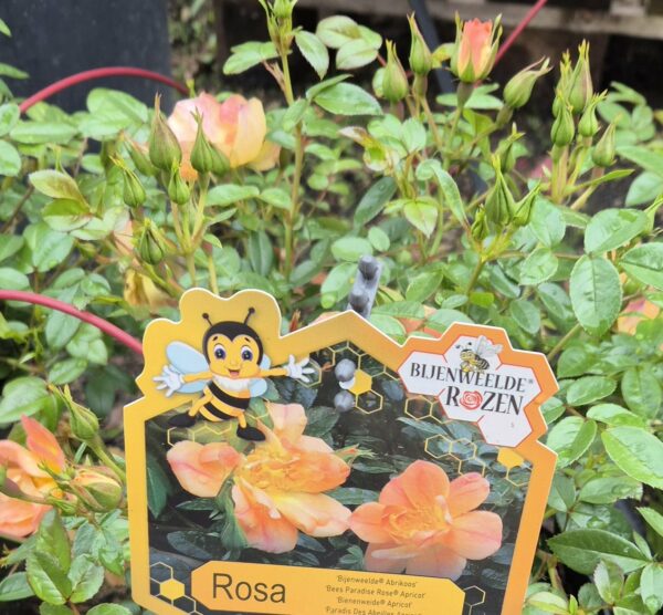 Buschrose apricot