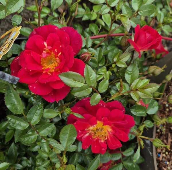 Buschrose rot
