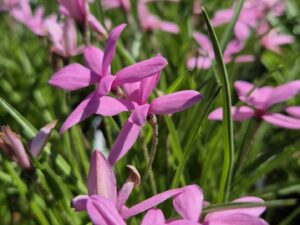 Grasstern rosa