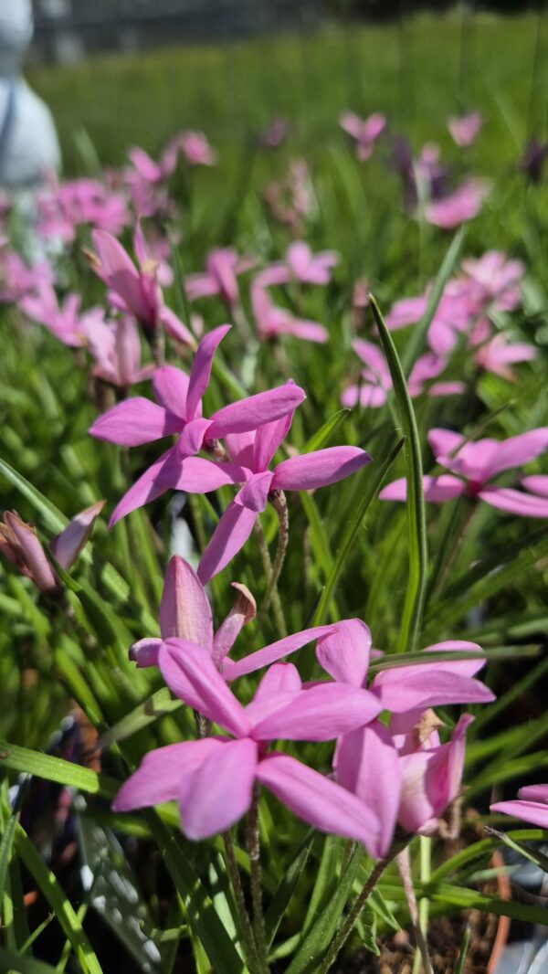 Grasstern rosa
