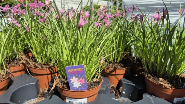 Grasstern rosa – Bild 2