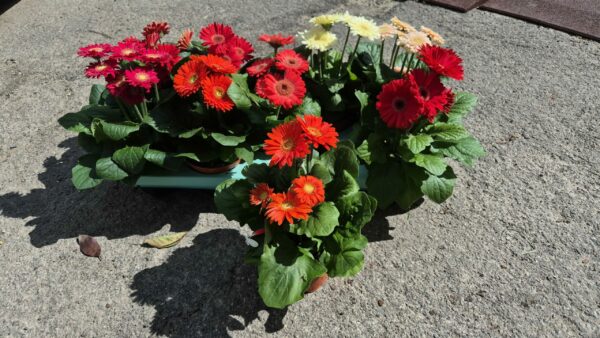 Gerbera Hybriden