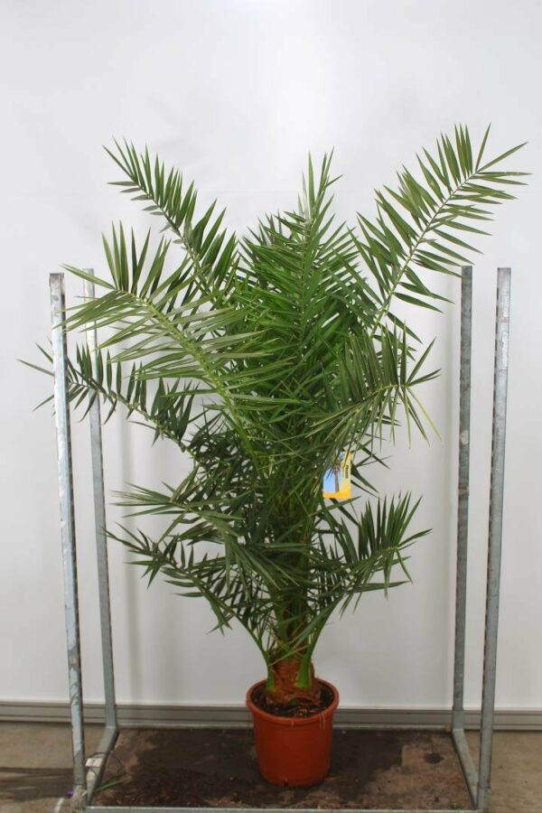 Dattelpalme