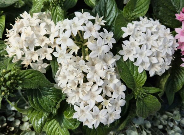 Aegyptischer Stern weiss