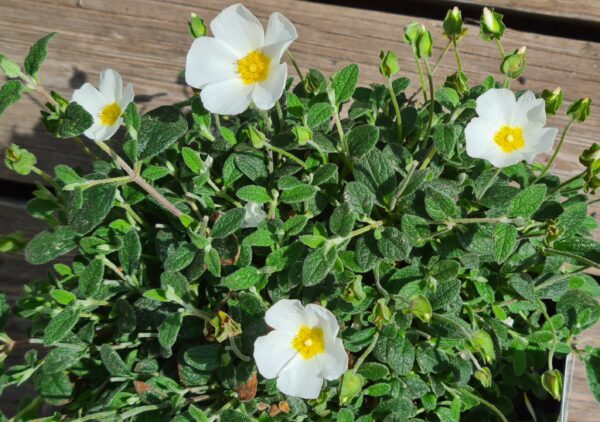 Zistrose div. Farben – Bild 2