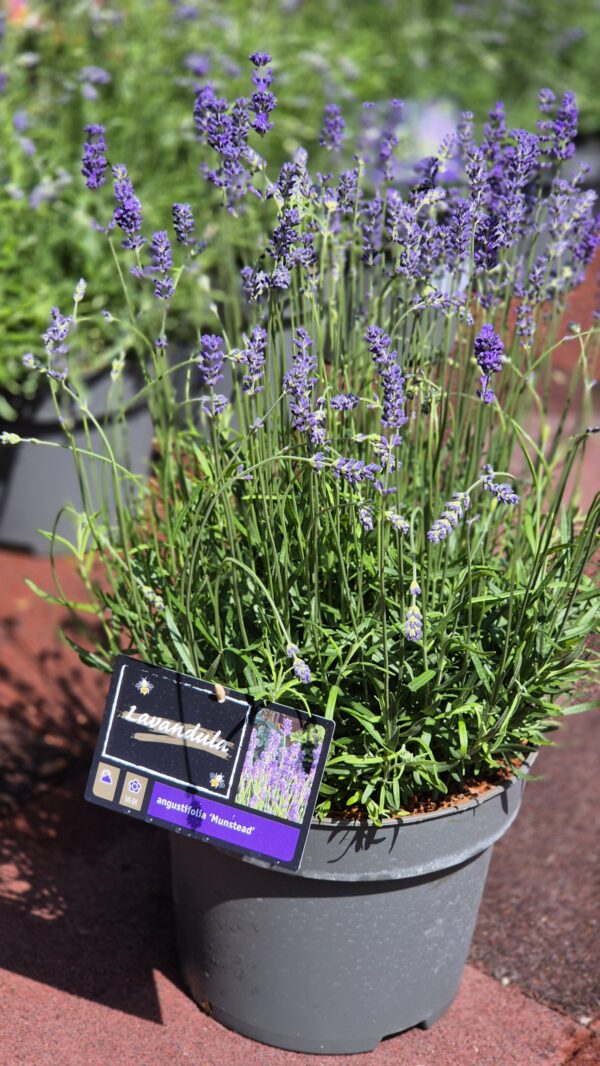 Lavendel Hidcote dunkelblau gross – Bild 3