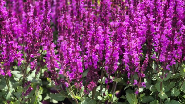 Steppensalbei rosa – Bild 3