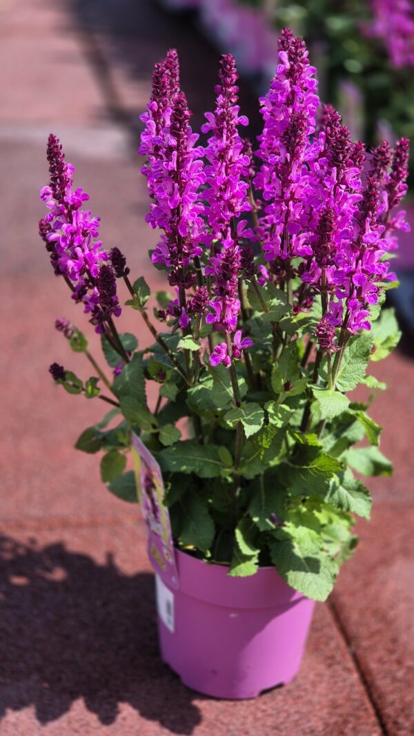 Steppensalbei rosa