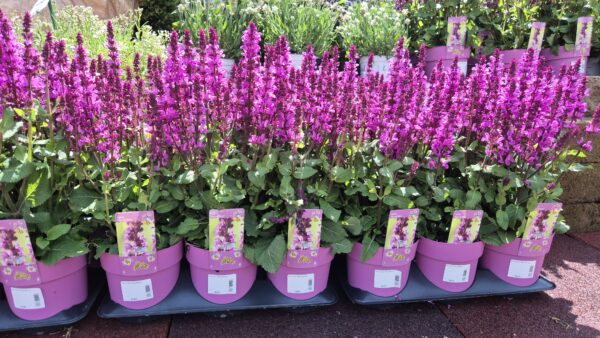 Steppensalbei rosa – Bild 2