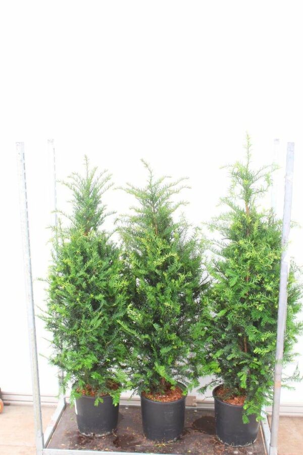Hecken Eibe 120/150cm