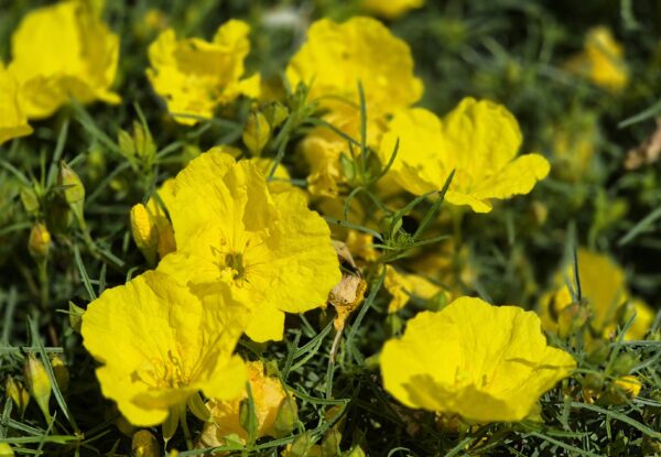 Texanische Wüstenrose – Bild 2