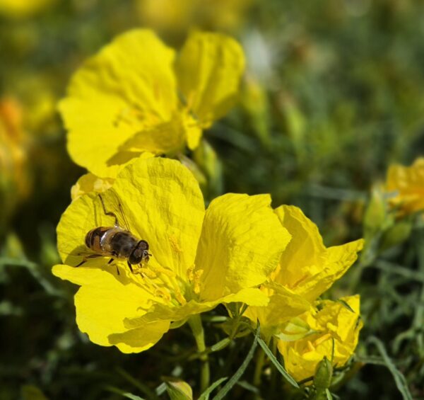 Texanische Wüstenrose – Bild 3